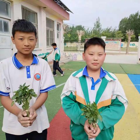 沙土镇蔡庄小学劳动节系列活动