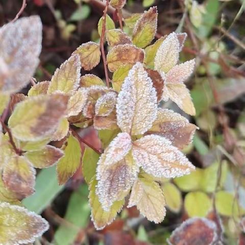 枯枝落霜花，岁月染芳华