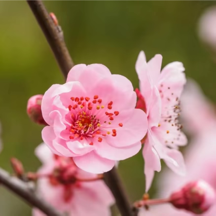 “学而乐”创意美术----梅花