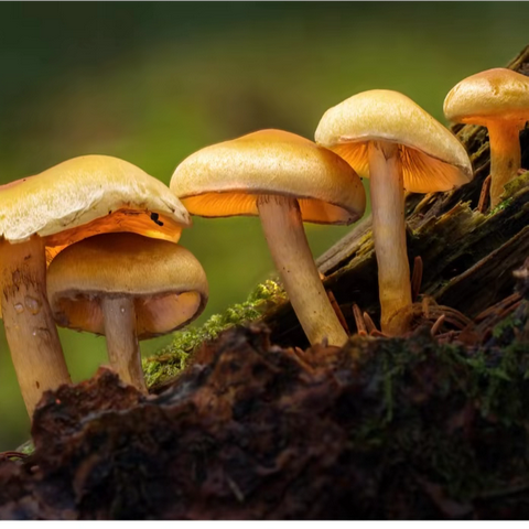 “学而乐”创意美术：蘑菇世界的奇妙之旅