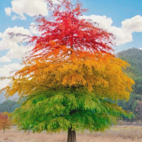 “学而乐”创意美术----彩色树（晕染）