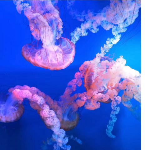 “学而乐”创意美术----梦幻的水母