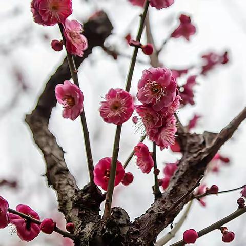 欲探梅花早揽春 ---游摄南京梅花山