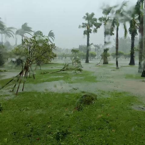 不畏风雨，积极应对--万绿园做好灾后恢复工作