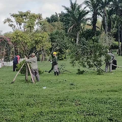 万绿园持续做好灾后恢复工作