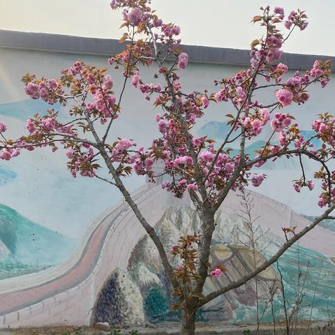 雅室蕴香文以化人 —合沟镇界沟小学最美教室评选活动纪实