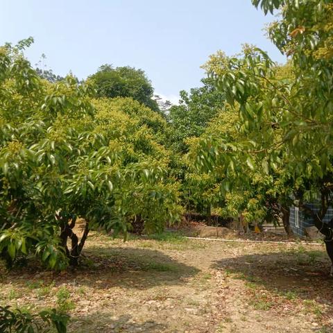 荔枝丰收的日子