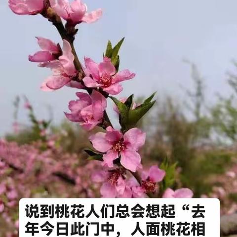 芳菲花韵  慢调时光    乐和长者踏春游（副本）