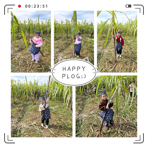 快乐“薯”于你、“蔗”里很甜 ‍          ——七彩虹幼儿园秋季研学活动