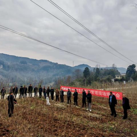 凤岭街道召开2023年冬季桑园管理现场培训会