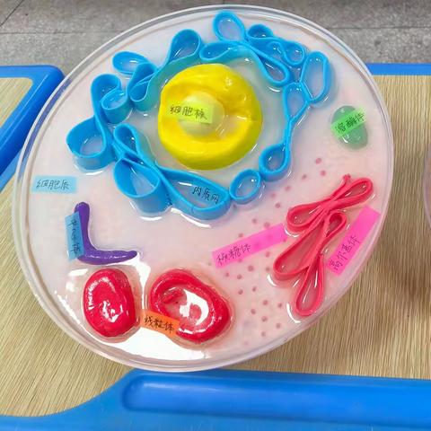 指尖上的艺术 • 探索生命奥秘  生物学跨学科实践成果展示 暨“细胞模型博览&文创会”