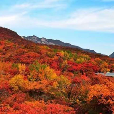 坡峰岭赏红叶    一日游