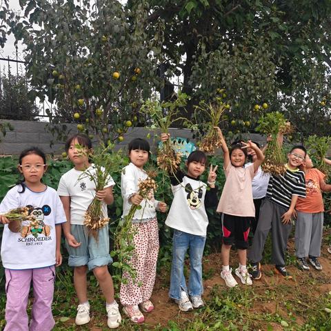 田园拾趣学农事 颗颗花生悟耕耘——挖花生劳动实践活动侧记