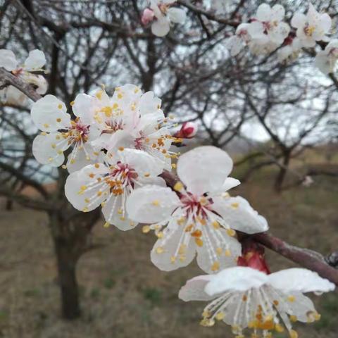 南山杏花林