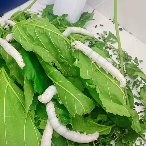蚕宝宝的华丽变身