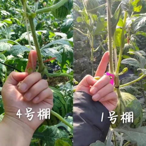 西瓜精准方案效果--种瓜高手都是这样施肥的