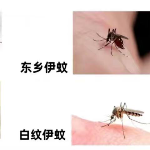 开州区文峰初中——预防蚊媒传染病防控知识（二期）