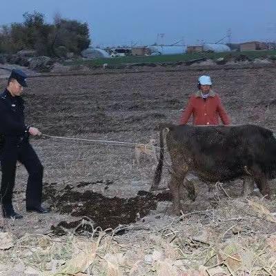 淘气牛牛“放飞自我” 民警上演寻牛记