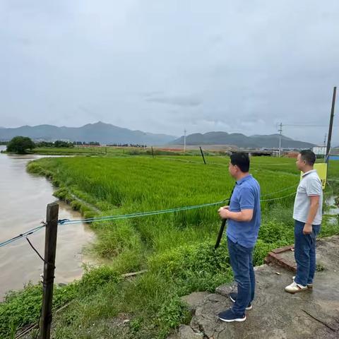 以“迅”应汛，城头镇全力筑牢防汛“安全堤”