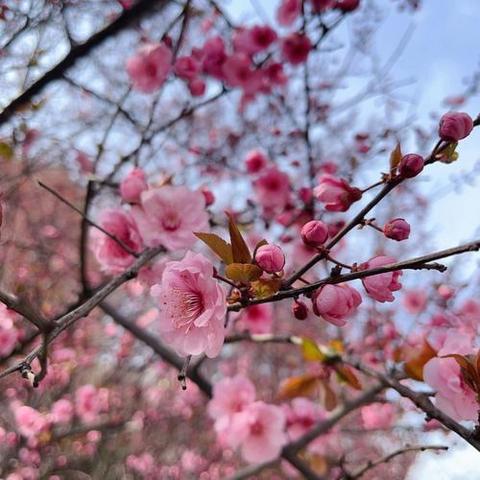 回归自然，拥抱春天——沛县珈玮翰文苑幼儿园中二班踏春活动