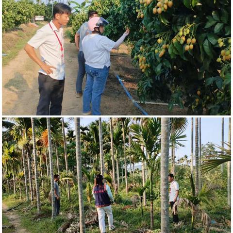 提蒙乡开展非法种植“毒品原植物”踏查活动