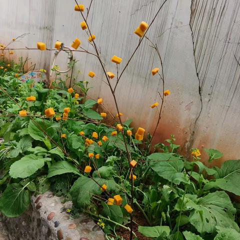 桂东县幼儿园小三班“麻雀节”民俗主题活动 ——童心遇非遗，雀跃伴成长