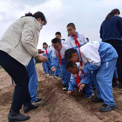 “蔬”香为伴，“勤”满校园——乌审旗第三小学四年级七班劳动实践活动纪实