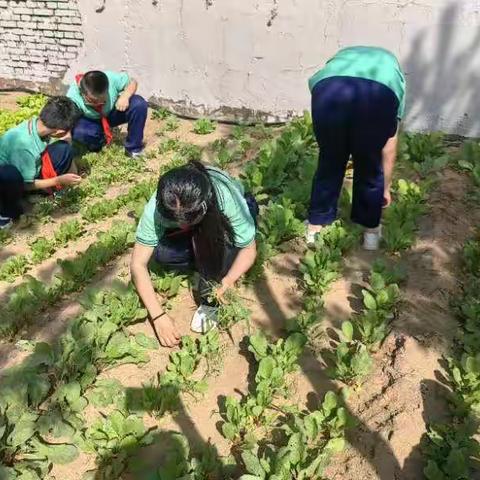 行劳动之乐 享丰收之美——乌审旗第三小学六年级七班劳动基地采摘活动