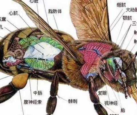 1养蜂场1北纬N36°度•北宅科李氏•中医蜂疗的蜜蜂养殖基地