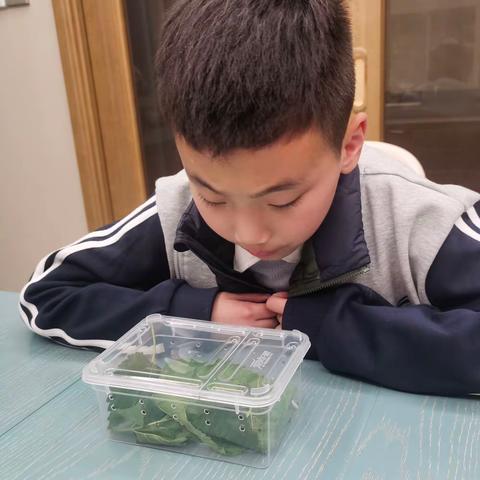 待你羽化破茧——我的养蚕日记