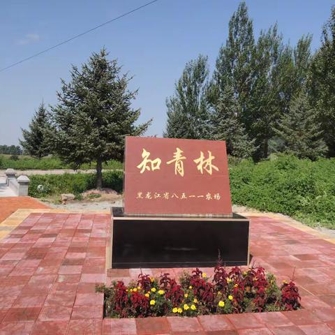 黑龙江省八五一一农场“知青林纪念碑”