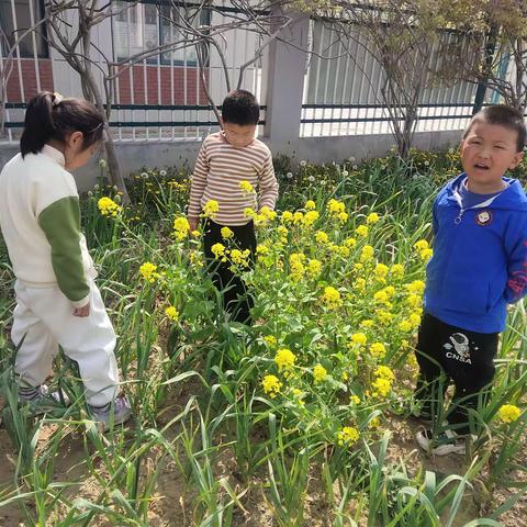 油菜花