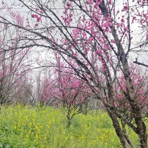 春风有约 ，花开有期——杨家坪中学B区春游 “赏花观剧”之行