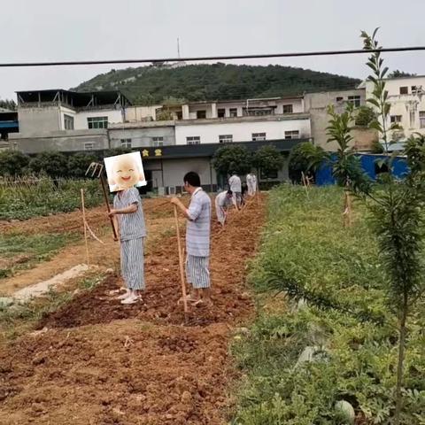 “绿色”农疗,唐河县精神卫生康复医院开展医患农疗助力患者康复