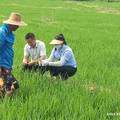 郭宗校副主任带领种子室技术人员到昌江县2024年水稻规模化种植技术集成展示示范项目田洋调查该田洋发生的病虫害经飞机进行防控后的防治效果