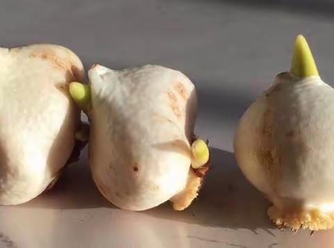 春日予你，“郁”见花开                  ——荆州区第一幼儿园中四班                                 “郁金香”种植成长记