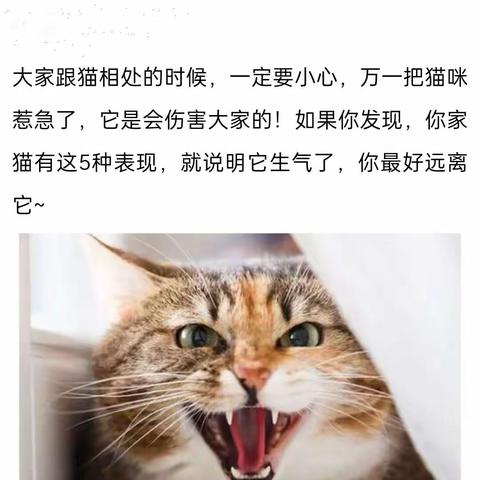 猫咪生气的5种表现，你知道几种？