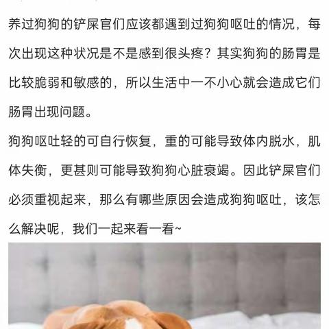 狗狗吐的五种原因！！！