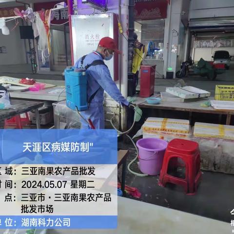 三亚南果农产品批发市场2024年5月8日开展病媒防治及大扫除工作