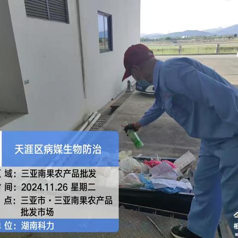 三亚南果农产品批发市场2024年11月24日开展病媒防治工作