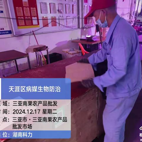 三亚南果农产品批发市场2024年12月17日开展病媒防治工作