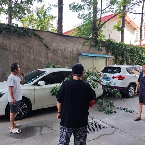 未诉先办显实效 联动排险护民安——朱雀南区社区联动处置树木安全隐患