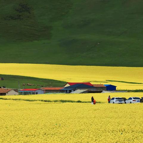 赏一路风光美景  看门源油菜花海