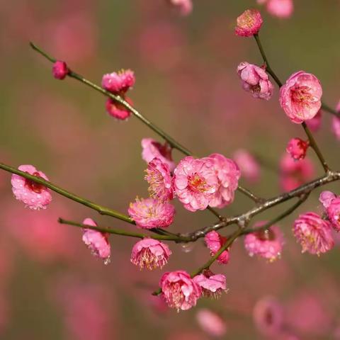 三花迎春：红梅、杏花与玉兰