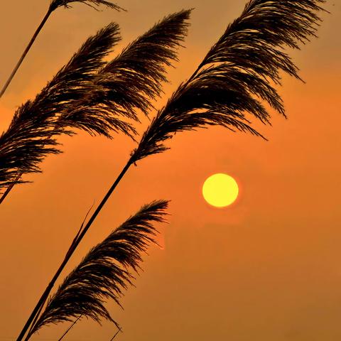 落日余晖映晚霞﻿ 一抹夕阳美如画