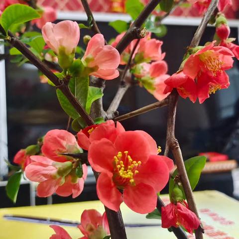 花卉的魅力与生机