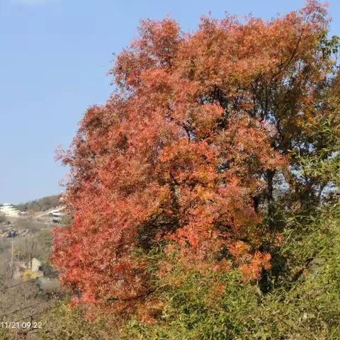 连云港金秋红叶季：山海间的诗意之旅
