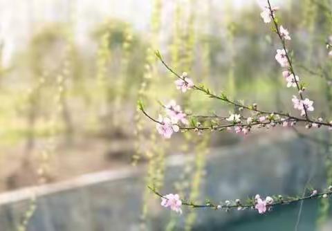 西安丰小学2025年清明节放假时间及温馨提示