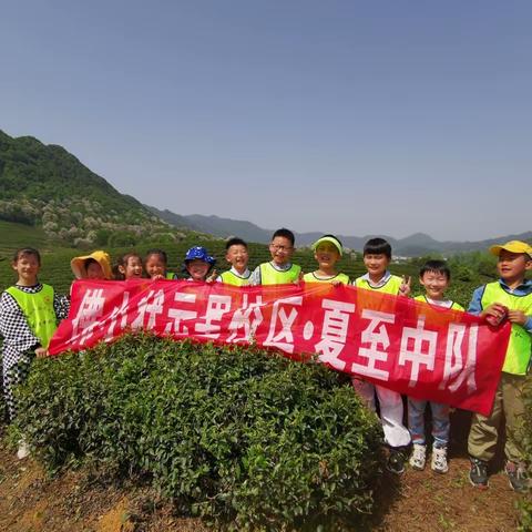 夏至中队之采茶（谷雨茶）