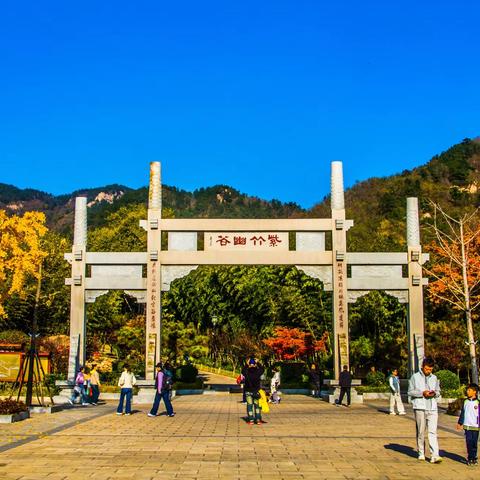 青岛竹子庵醉美古银杏